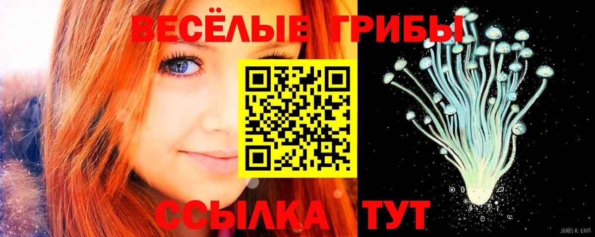 где купить наркоту  Вход с VPN  Шатура  Галлюциногенные грибы ЛСД  Галлюциногенные грибы Psilocybine cubensis 